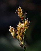 IMG_6017