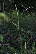 IMG_4358
