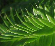 IMG_4375