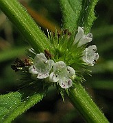 IMG_3465b
