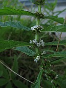IMG_3803
