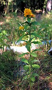 IMG_1550