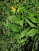 IMG_3447