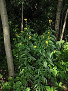IMG_3539