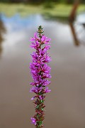 IMG_1941