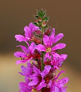 IMG_1944