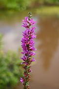 IMG_1951