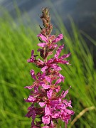IMG_2737