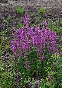 IMG_3074