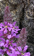 IMG_6827