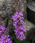 IMG_6828