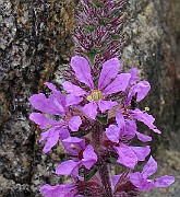 IMG_6828b