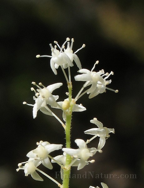 Maianthemum_bifolium3.jpg
