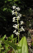 Maianthemum_bifolium1
