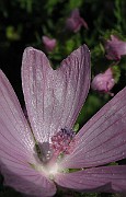 IMG_4752