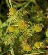 IMG_0451