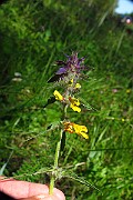 IMG_2553