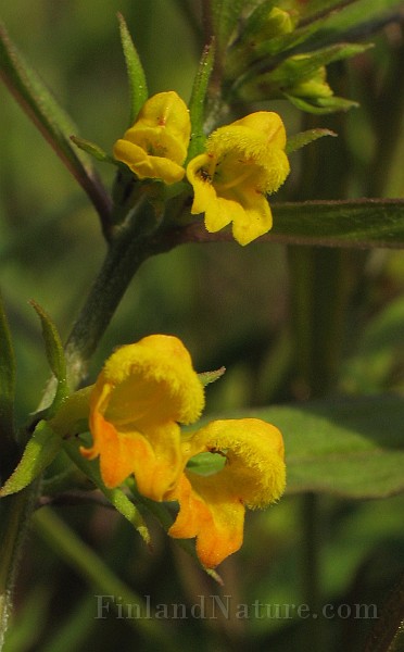 Melampyrum_sylvativum1.jpg