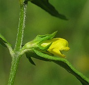 IMG_4040
