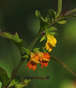 IMG_5930