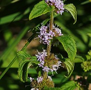 IMG_5997