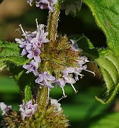 IMG_5997c