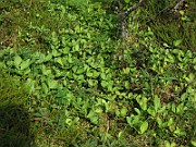 IMG_4242
