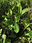 IMG_5612