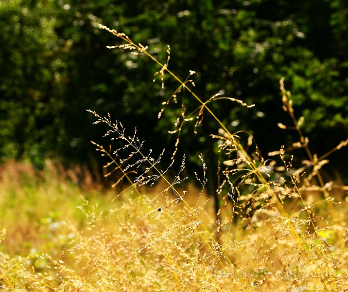 IMG_6039.JPG