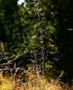 IMG_6038