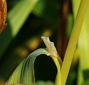 IMG_6061