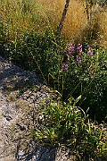 IMG_6063