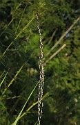 IMG_1330