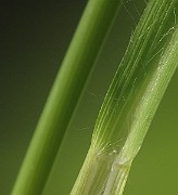 IMG_1332
