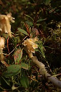 IMG_1018