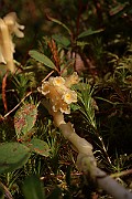 IMG_1019