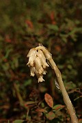 IMG_1020