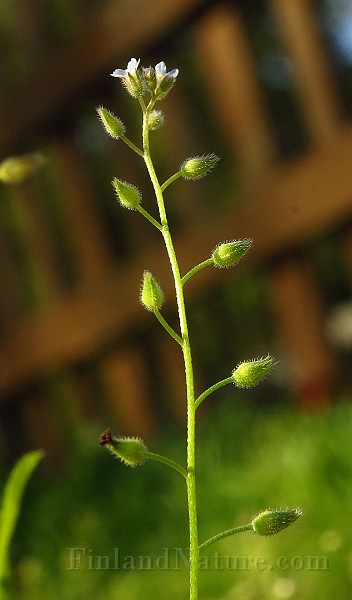 IMG_1698.JPG -                                