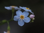 IMG_1339