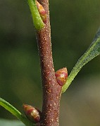 IMG_4723