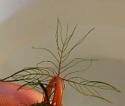 IMG_6205