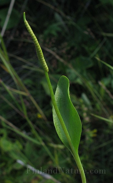 IMG_2287.jpg