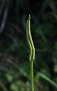 IMG_2288