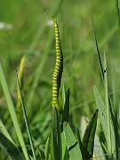 IMG_6908
