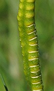 IMG_6910b