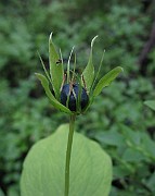 IMG_5027