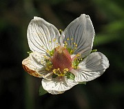IMG_4441