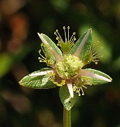 IMG_4446