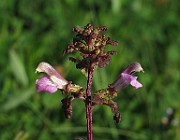 IMG_9681