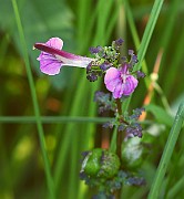 IMG_9950